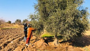 Kısıtlamadan muaf olan tarım işçileri sınırda zeytin topladı