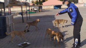Kızıltepe Belediyesi sokak hayvanlarını unutmadı