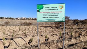 Kocakaya ailesi için tesis edilen 'hatıra ormanı'na 2 bin adet karaçam ve sedir fidanı dikildi