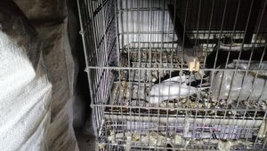 Komşusu balkonda mangal yaktı, 5 muhabbet kuşu telef oldu