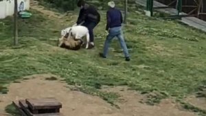Küçükçekmece'de pitbull dehşeti