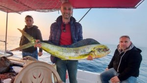 Kuşadası Körfezi'nde 15 kiloluk lambuka balığı yakalandı