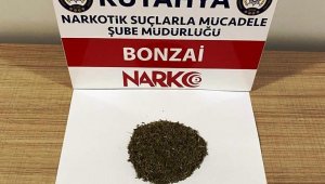 Kütahya'da iki şüphelinin üzerinde bonzai ele geçirildi