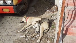 Labrador cinsi köpek kedi yavrularına annelik yapıyor