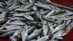 Marmara'dan giren çinekop Karadeniz'de gözüktü