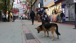 Mazgal köpek caddenin demirbaşı oldu