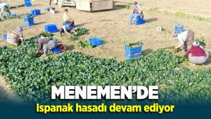 Menemen'de ıspanak hasadı devam ediyor