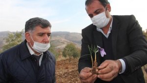 Müdür Kıyas, safran tarlasında incelemelerde bulundu