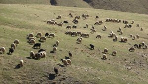 Muş'taki küçükbaş hayvanlar güneydeki sıcak illere götürülüyor