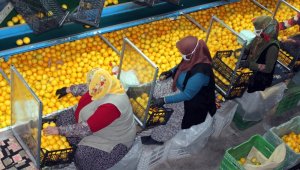 Narenciye fabrikalarında pandemi tedbirleri üst düzeyde