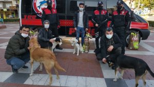 Nazilli'de polis sokak hayvanlarını unutmadı