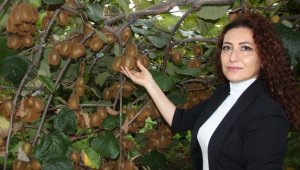 Organik kivi üretimi projesi yürütülüyor
