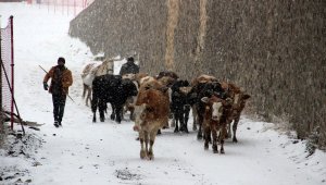 Palandöken Kayak Merkezinden sürü geçti