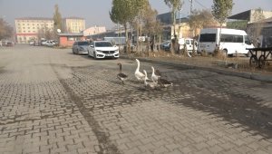 Pandemiden dolayı dışardan almak istemediği kazları sanayi sitesine kurduğu çiftlikte besliyor