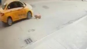 Pendik'te köpeğe çarpan taksici kaçtı