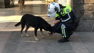 Polis ekipleri kısıtlamada sokak hayvanlarını besledi