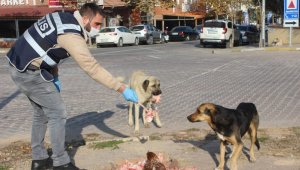 Polis ekipleri sokak hayvanlarını unutmadı