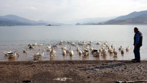Salgın nedeniyle İstanbul'dan kaçtı, köyünde kaz beslemeye başladı