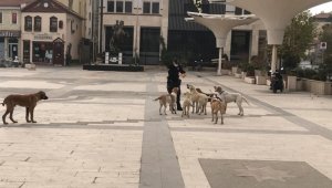 Sındırgı sokakları sokak hayvanlarına kaldı
