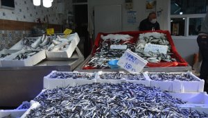 Sinop'ta balık çok, alan yok