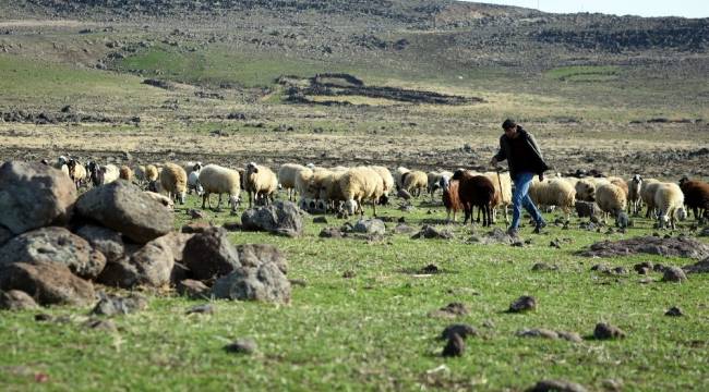 Sokağa çıkma kısıtlamasında çobanlar işlerinin başında