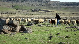 Sokağa çıkma kısıtlamasında çobanlar işlerinin başında