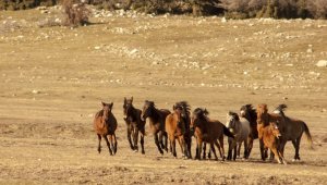 Soyları Osmanlı Süvari birliğine dayanıyor, uçsuz bucaksız doğada özgürce yaşıyorlar