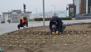 Suluova'da mevsimsel çiçekler toprakla buluşuyor
