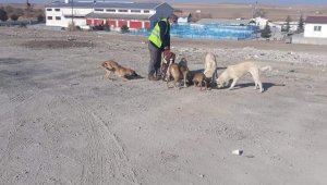 Sungurlu Belediyesi sokak hayvanlarını unutmadı