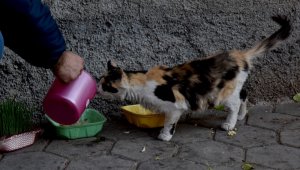 Tepebaşı Belediyesi ekipleri iki günlük sokağa çıkma yasağı döneminde can dostları yalnız bırakmadı
