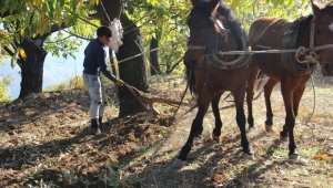 Traktör ağaç köklerine zarar verince atlar yeniden sabana koşuldu