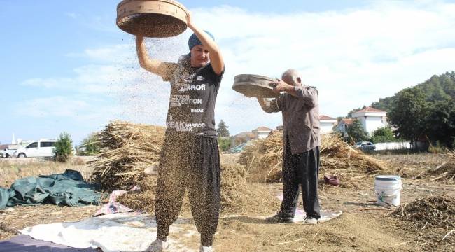 Turizm bölgesinde susam tarımı yeniden ayağa kalkıyor