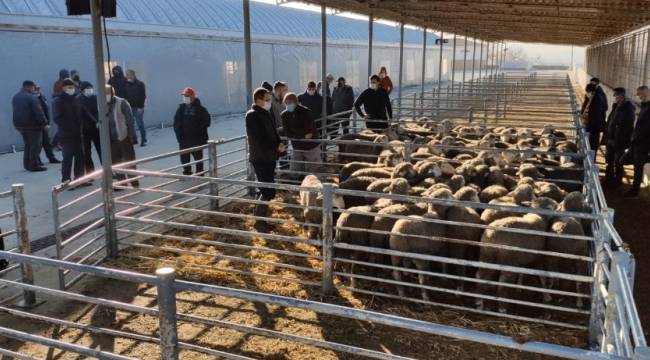 Verimliliği artırmak için damızlık koçlar üreticilere dağıtıldı