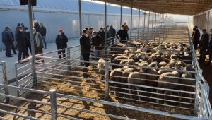 Verimliliği artırmak için damızlık koçlar üreticilere dağıtıldı