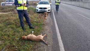 Yaralı köpeğe jandarma ekipleri sahip çıktı