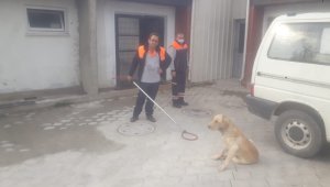 Yaralı köpeği ilk müdahale zabıta ekipleri tarafından yapıldı