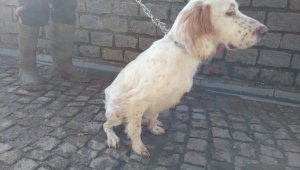 Yaralı köpekler sağlıklarına kavuştu
