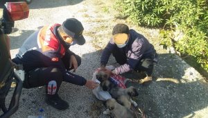 Yavru köpekleri çuvalla dereye atarken yakalandılar