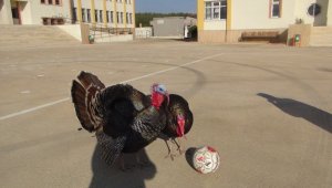 Yetenekli hindilerin futbol keyfi
