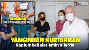 Yangından kurtarılan kaplumbağalar emin ellerde