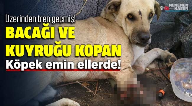 Menemen'de üzerinden tren geçen köpek emin ellerde