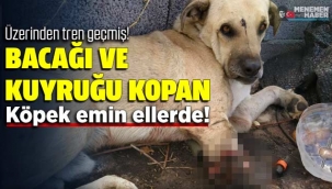 Menemen'de üzerinden tren geçen köpek emin ellerde
