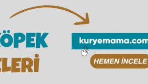 Kedi Eşyaları Setinde Dış Mekân Kedi Kovucu ve Islak Köpek Mamaları Burada