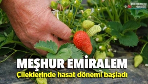Meşhur Emiralem çileklerinde hasat dönemi başladı