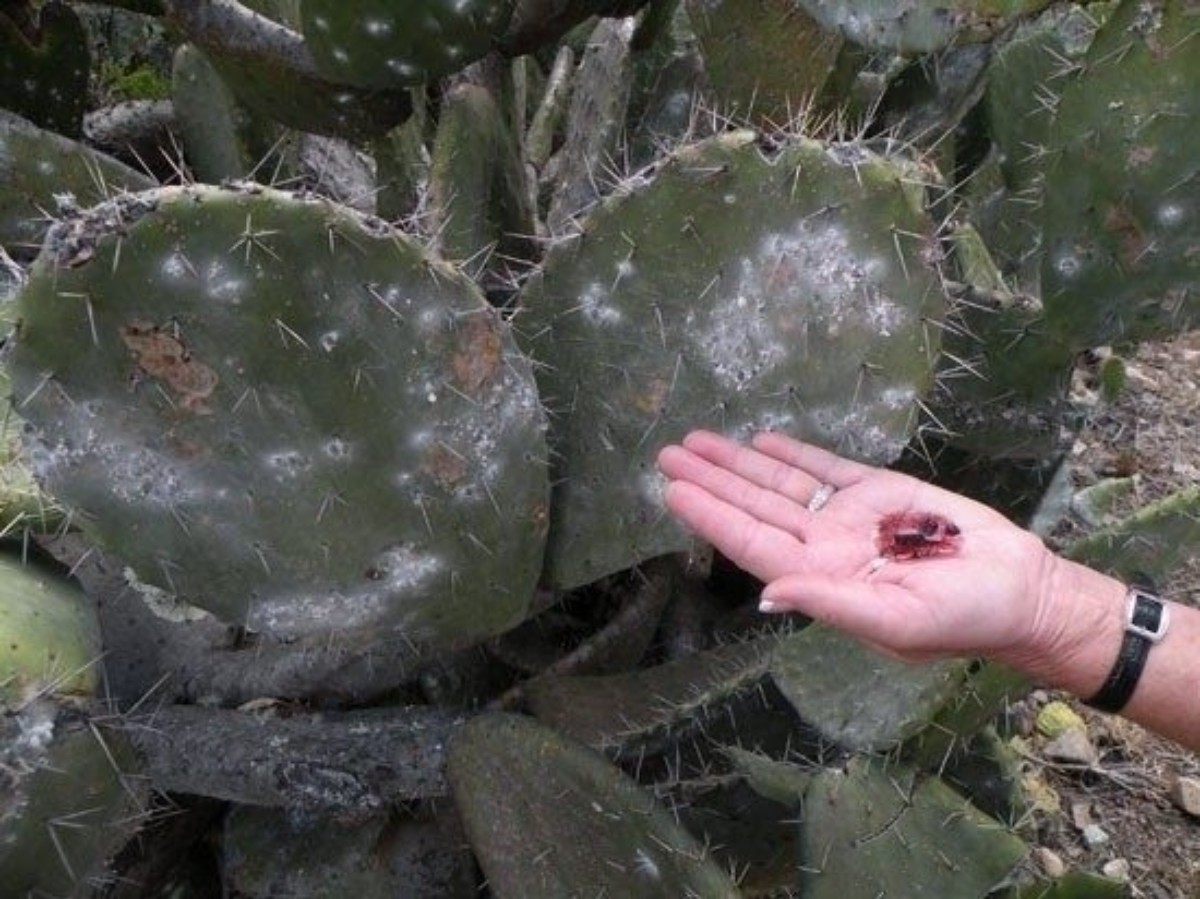 Cochineal böceği