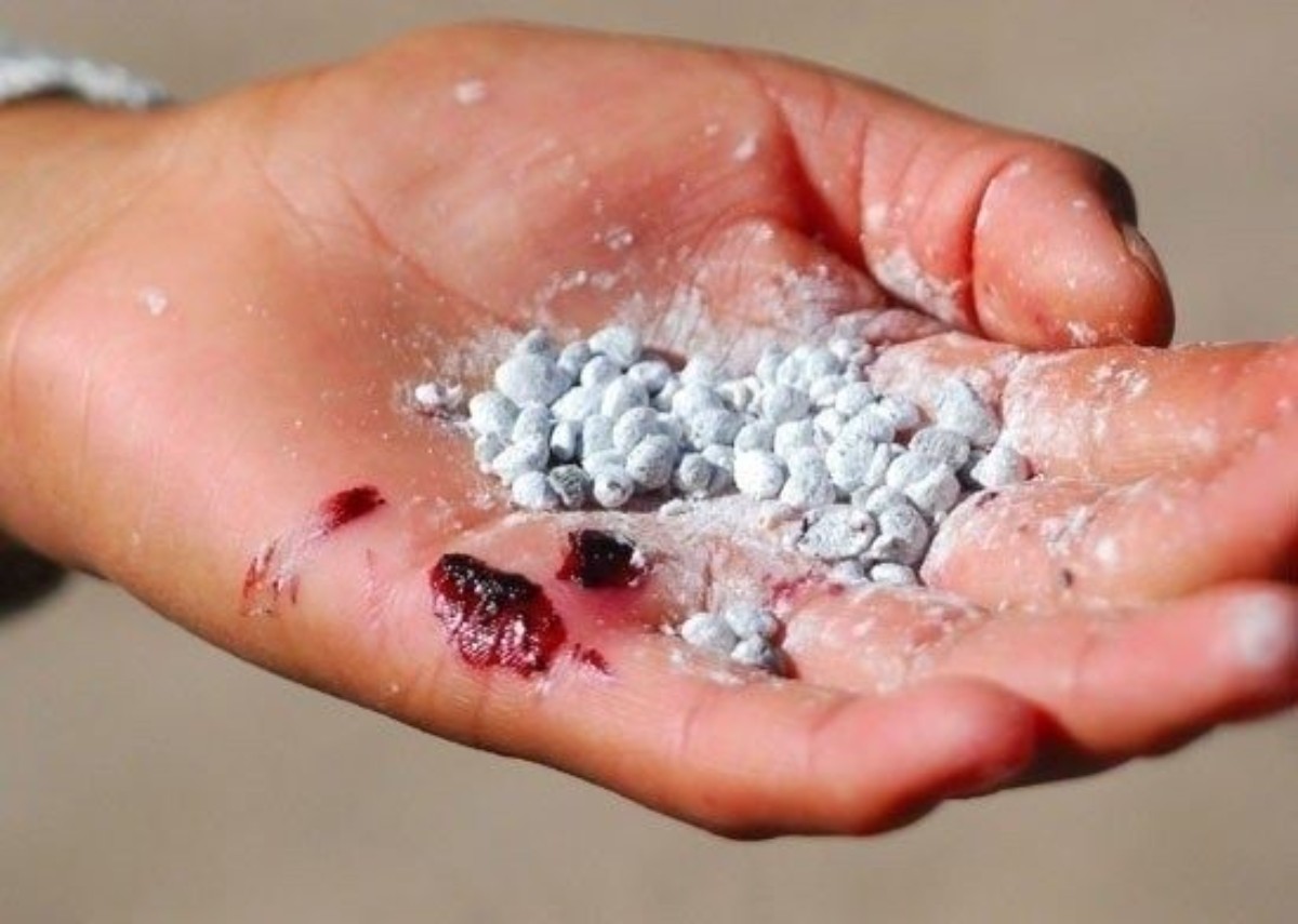 Cochineal böceği