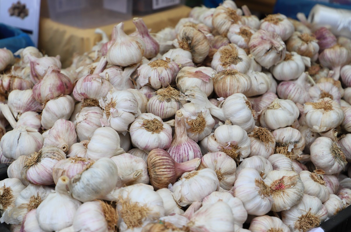 sarımsak kilosu