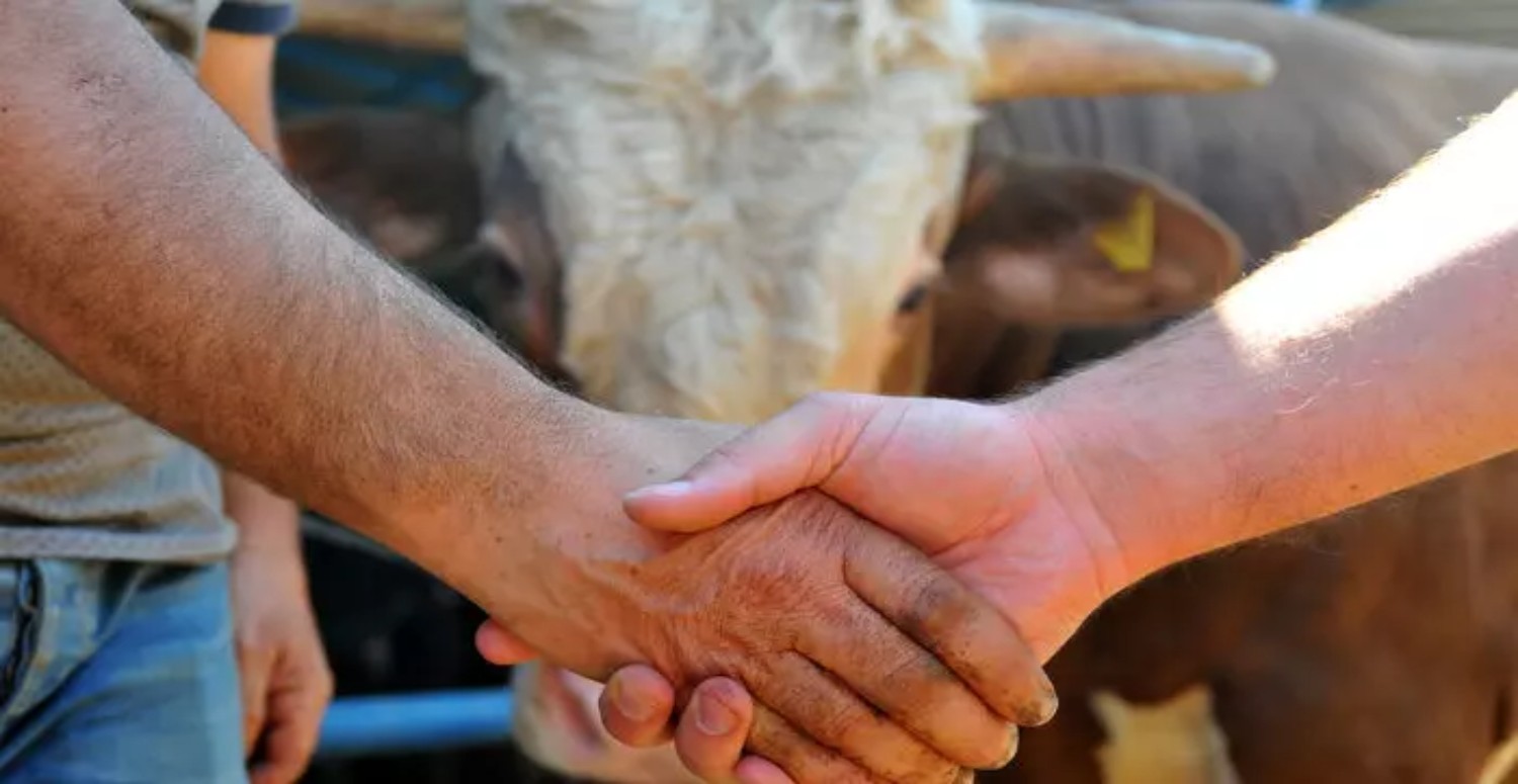 Kurbanlık seçerken bunları bilmeyen yandı! En iyi kurbanı seçmenin püf noktaları