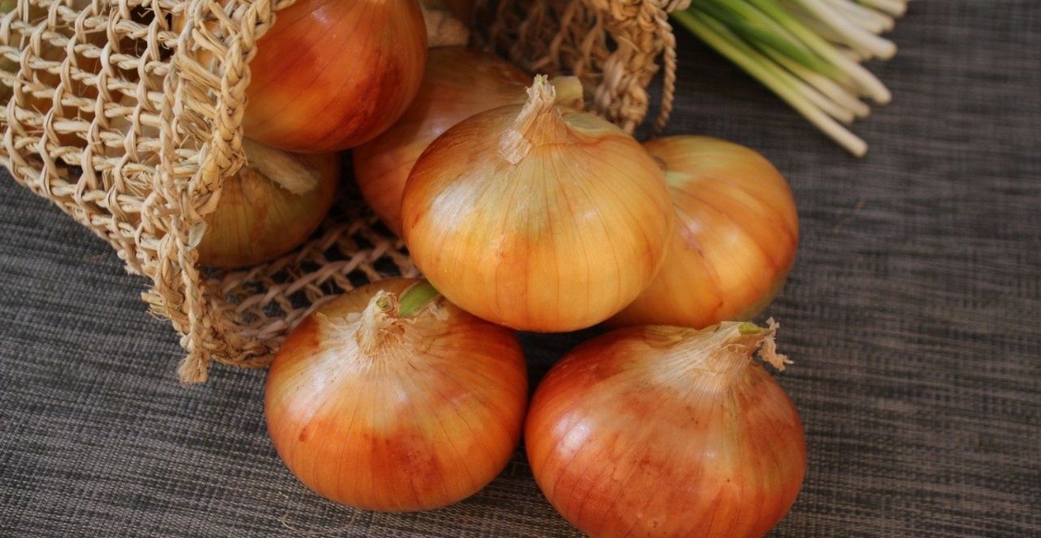 SOĞAN