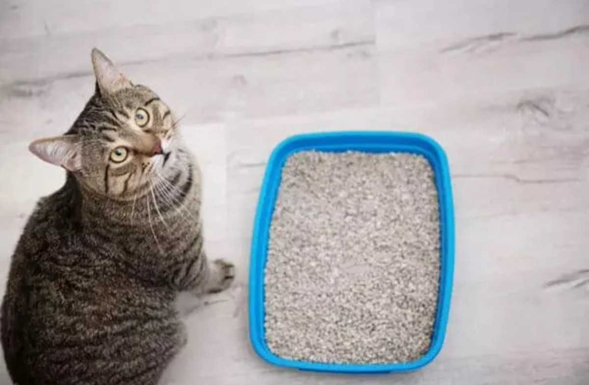 Kedi tuvaleti kötü kokuyorsa mutlaka deneyin